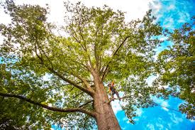 Trusted Erwin, TN Tree Care Experts